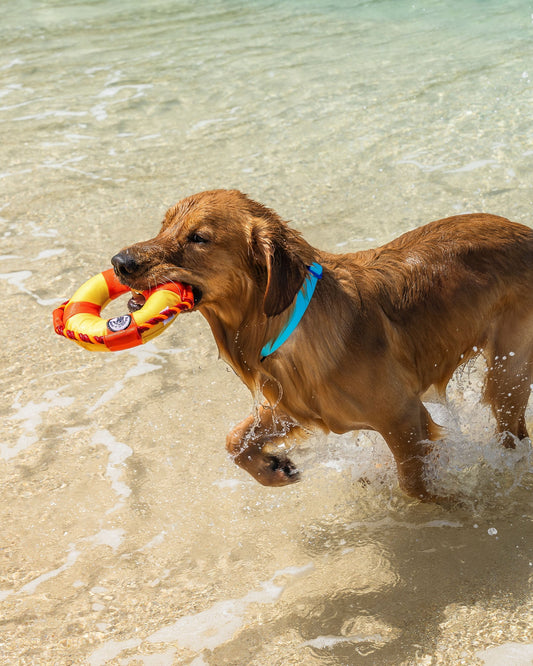 Life Ring Dog Toy - Orange