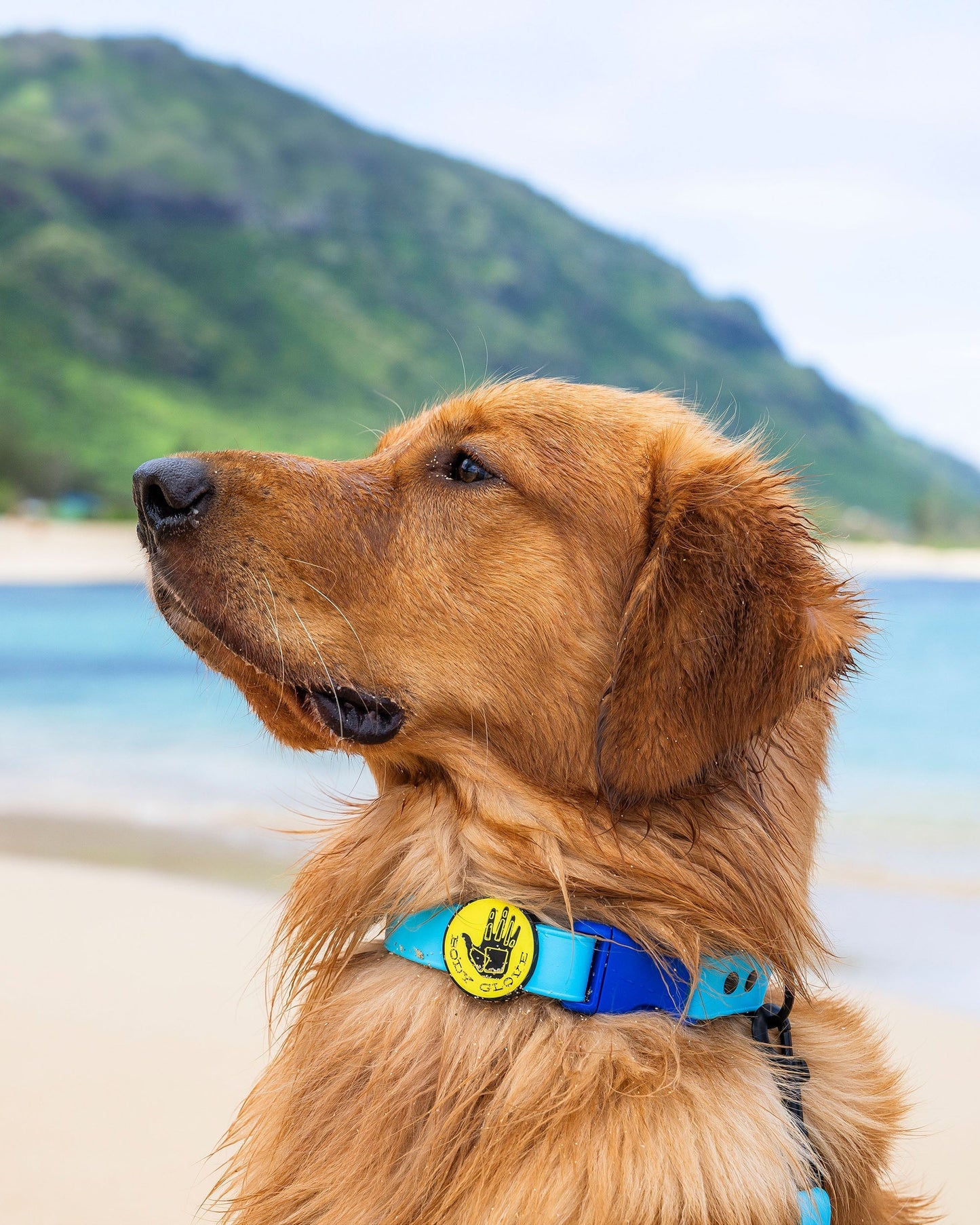 Waterproof Collar - Teal