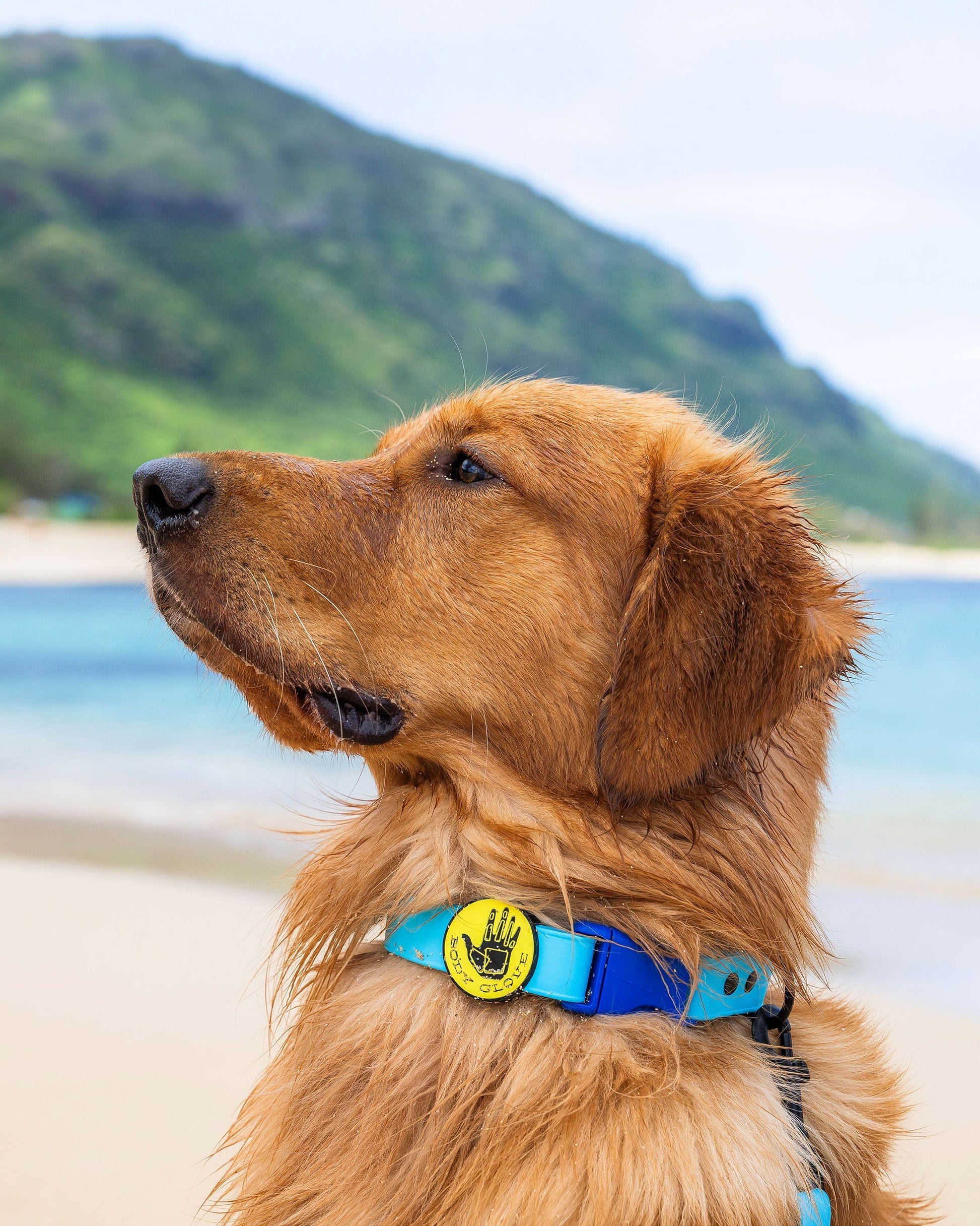 Waterproof Collar - Teal