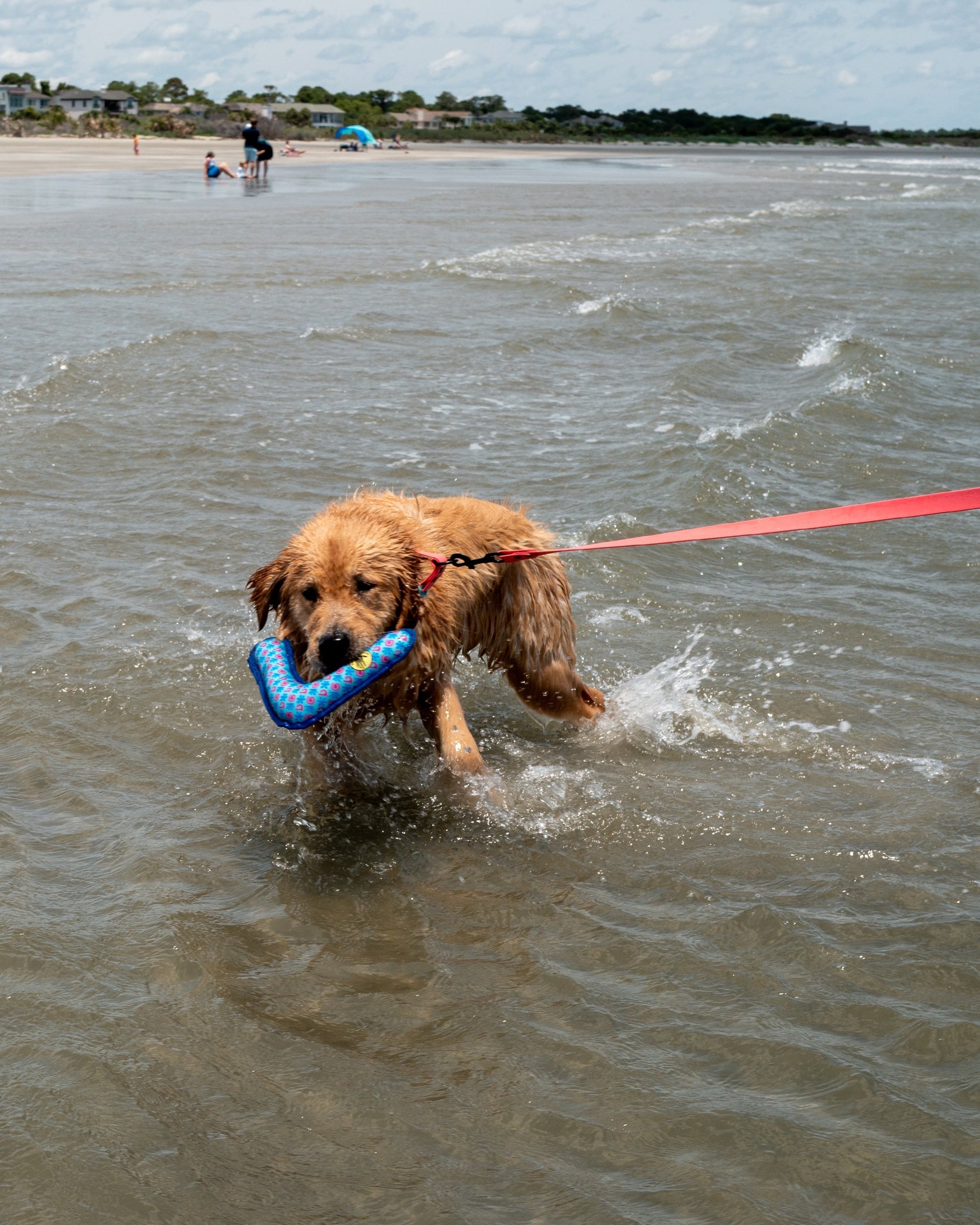 Tough Toss Boomerang - Blue